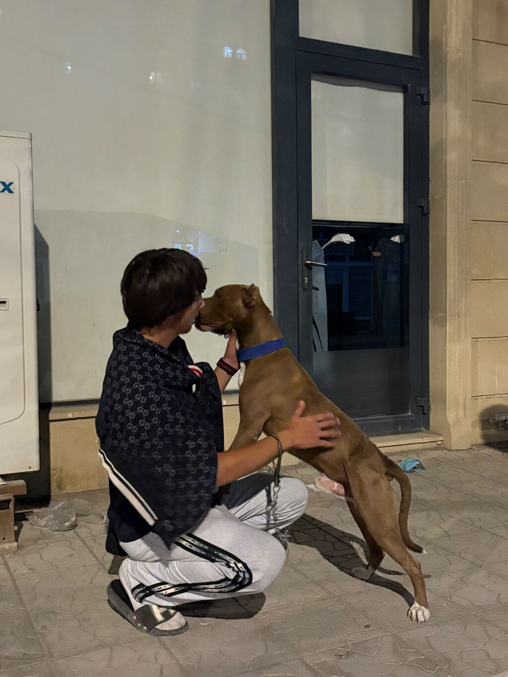Pitbul, Erkək — Köpəklər, Pirəkəşkül