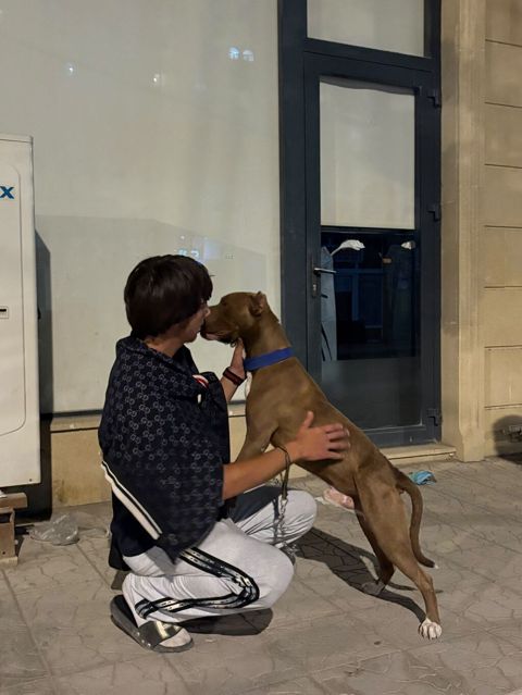 Pitbul, Erkək — Pirəkəşkül