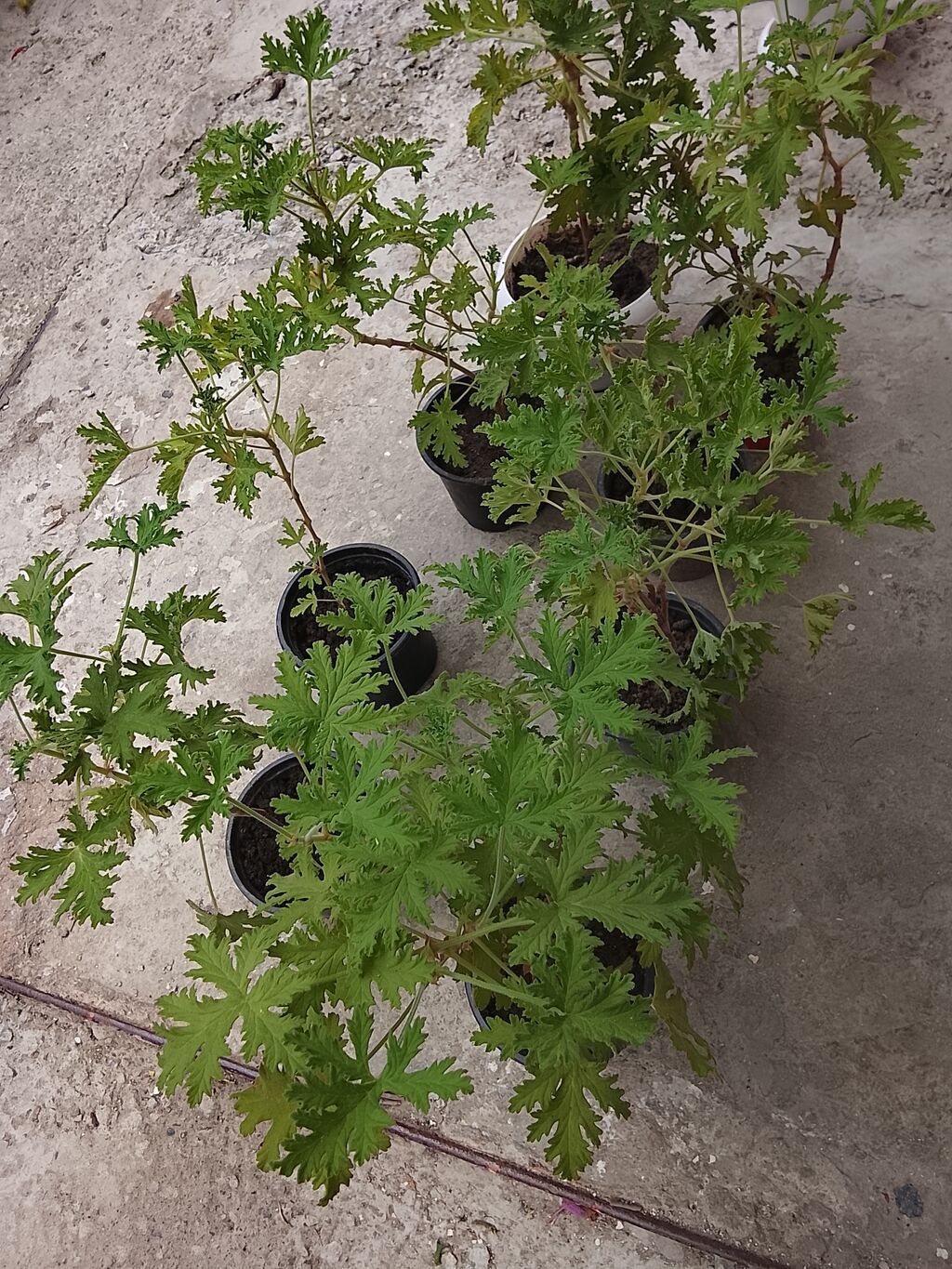 Ətirşah gülü (Pelargonium və ya Geranium) – xoş ətirli yarpaqları və — Bitkilər, Bakı (2)