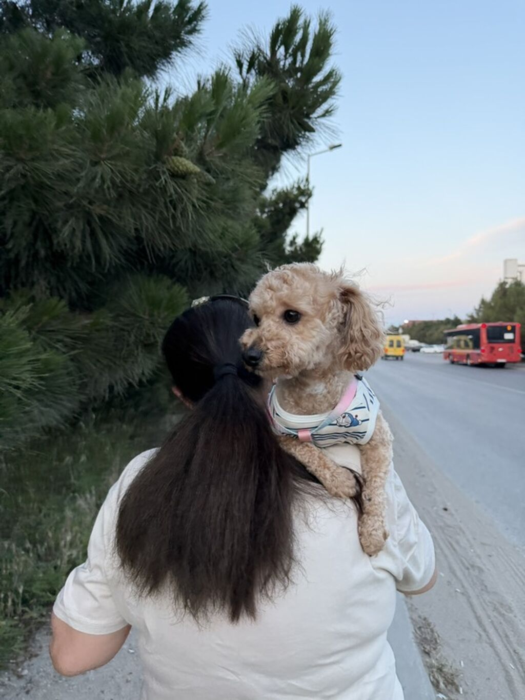 Pudel, 1 il, Dişi — Köpəklər, Sumqayıt (2)