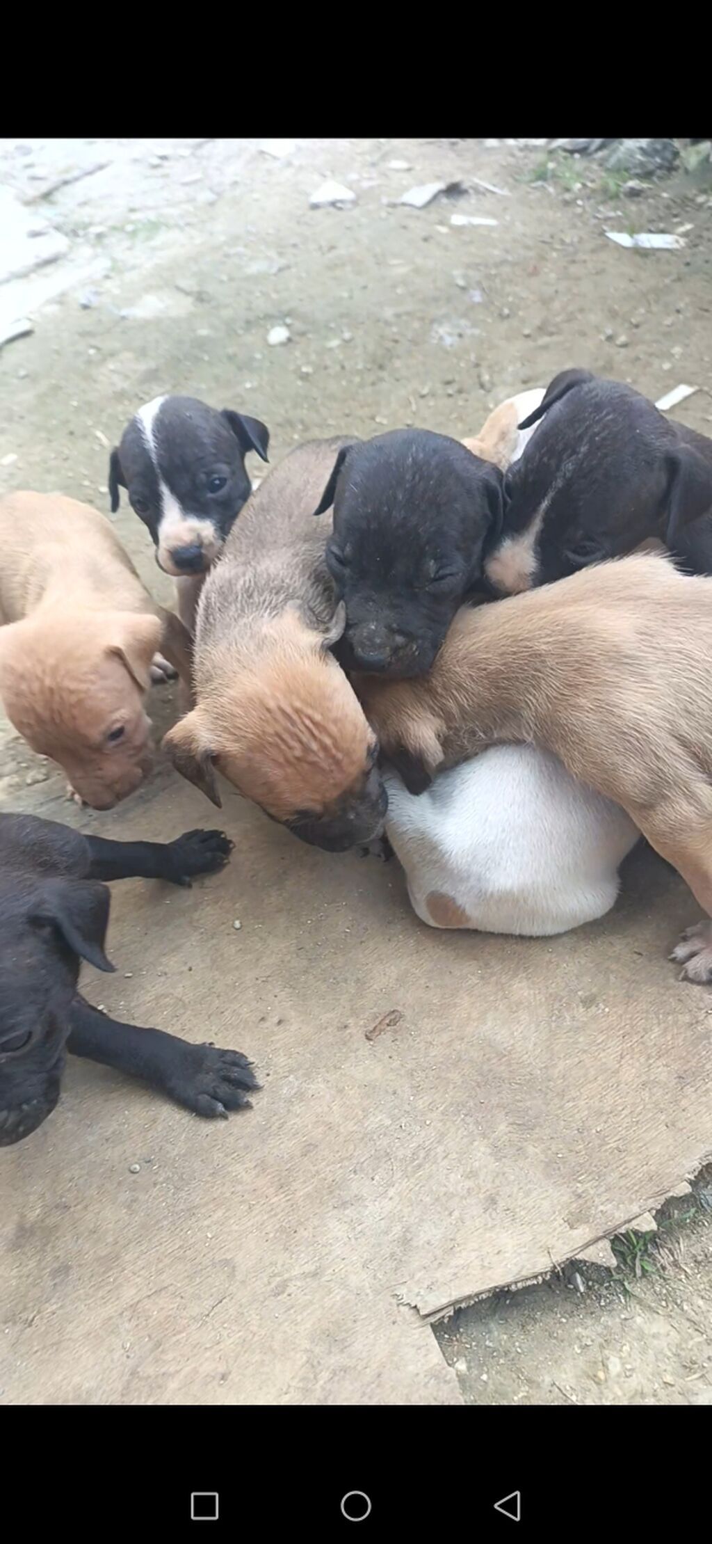 Pitbul, 1 ay, Erkək, Ödənişli çatdırılma — Köpəklər, Bakı (5)