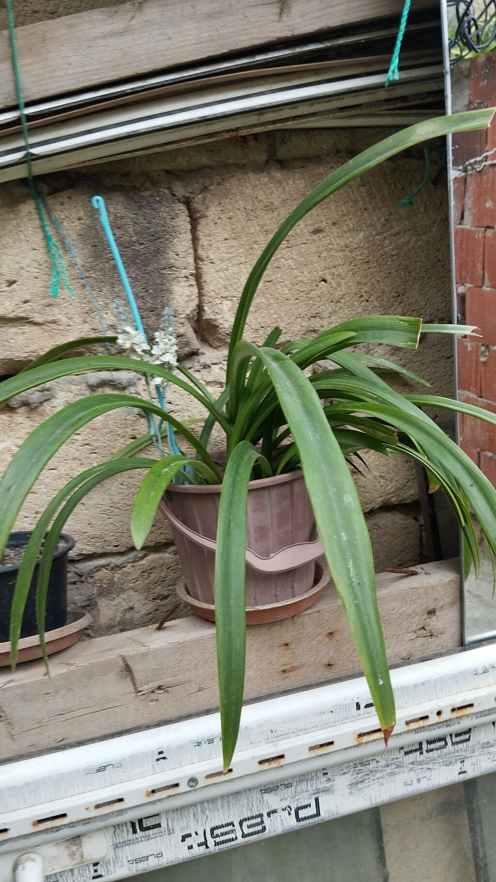Satılır: dekorativ saksı bitkiləri dəsti - Schefflera arboricola — Qapı bitkələri, Xırdalan (4)