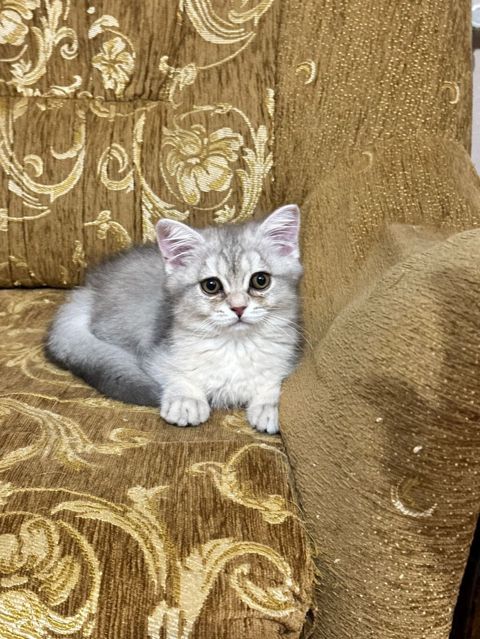 Şinşilla, Yaxşı əllərə — Bakı