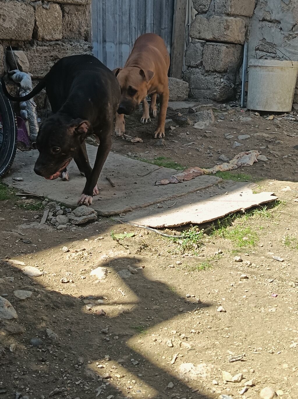 Pitbul, 1 ay, Erkək, Ödənişli çatdırılma — Köpəklər, Bakı (3)