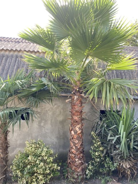 Mexikan fan xurması (Washingtonia robusta) – dekorativ, hündürgövdəli — Göytəpə