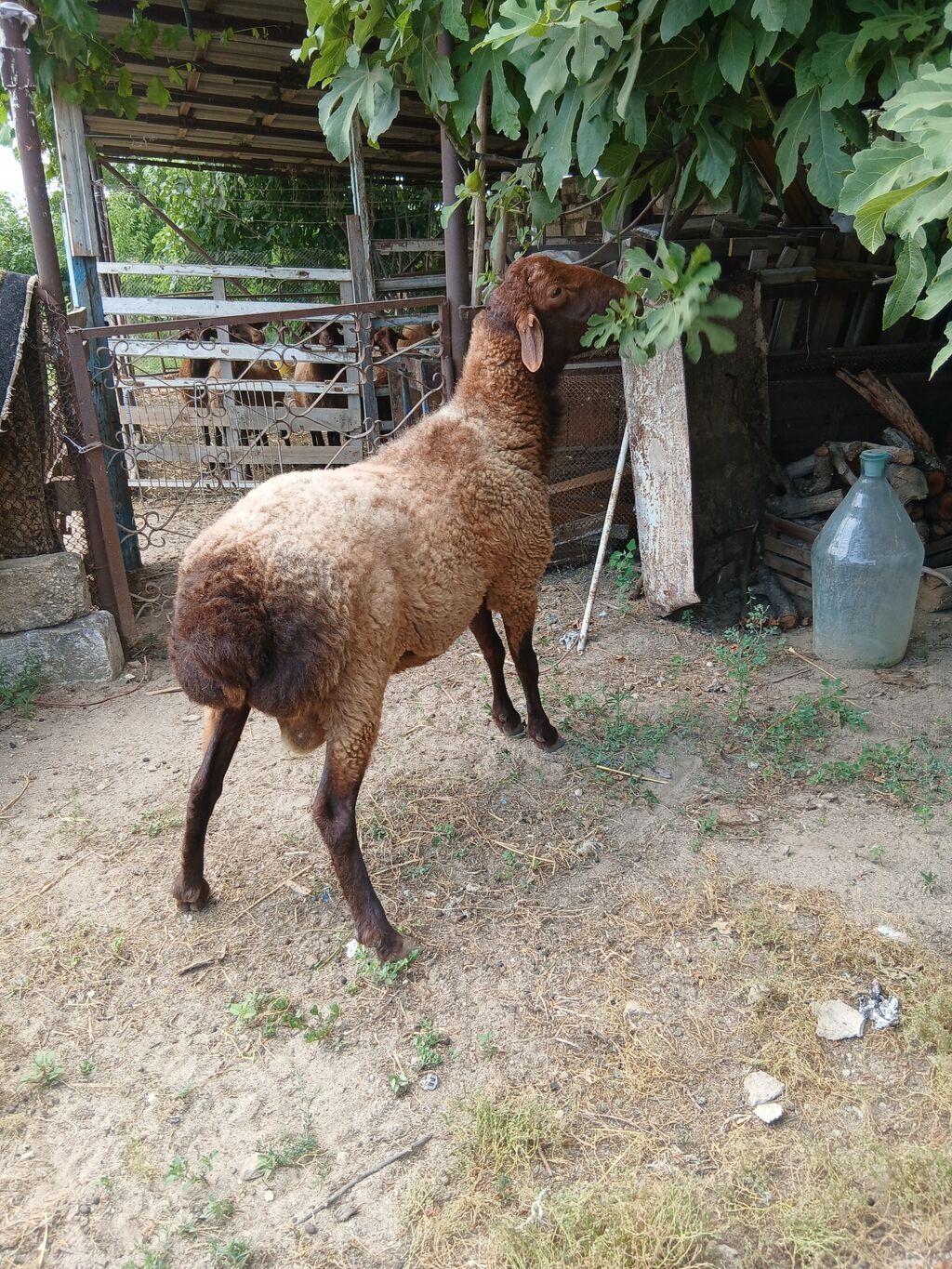 Salam damazdığ cins qoç satıram 2 yaşı var heyvanın.heyvan yaxşı — Kənd təsərrüfatı heyvanları, Digah (3)