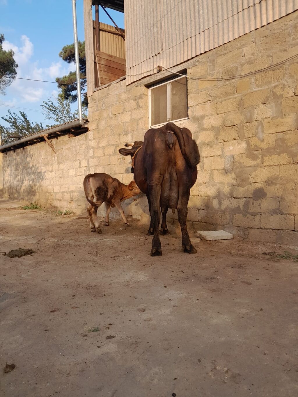 22 litir sud verir 3 qarni 2 aydi dogdugu — Kənd təsərrüfatı heyvanları, Digah (4)