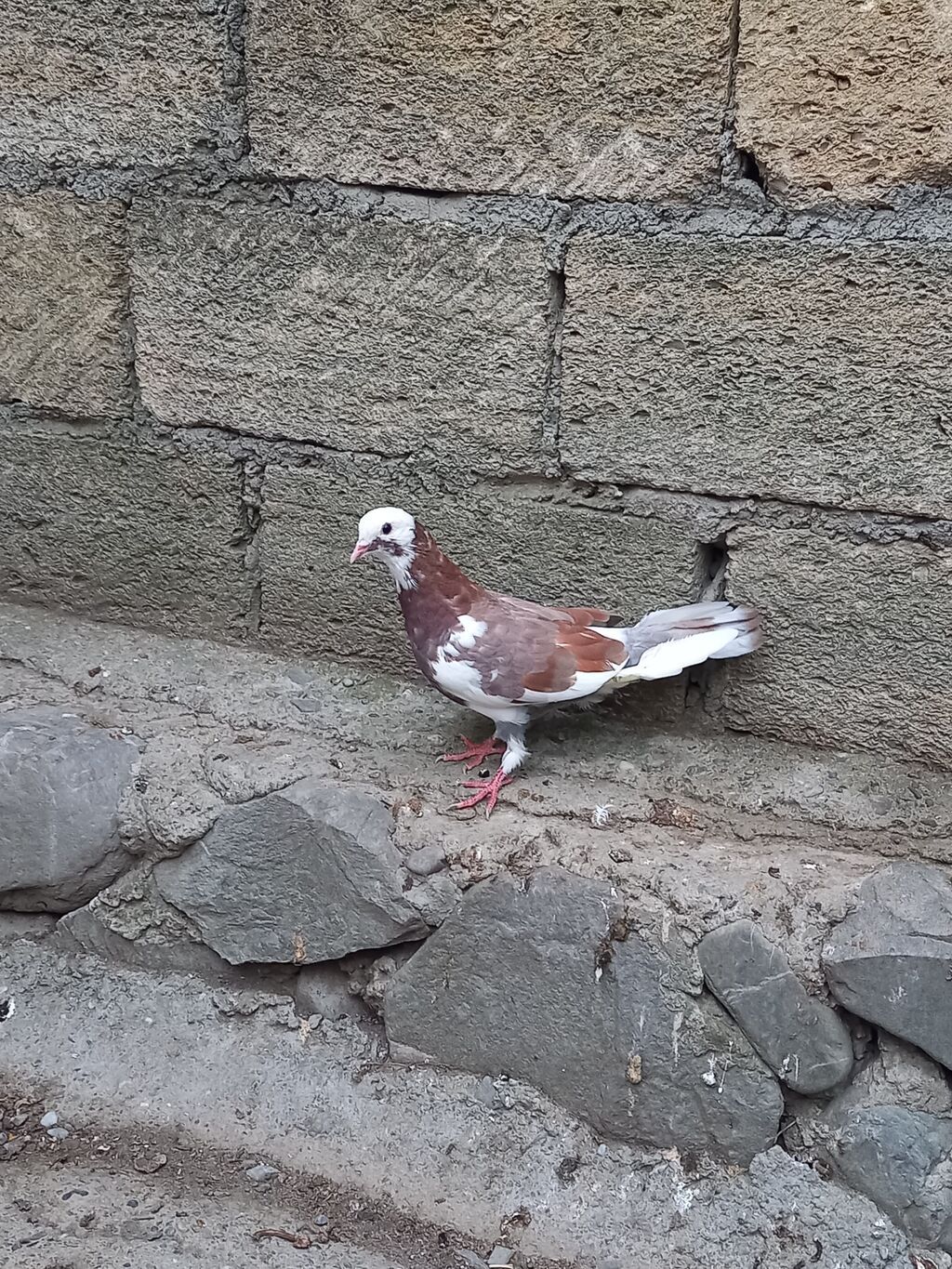Cins: Bəzək/trik (uçan) göyərçin Rəng: qırmızı‑qəhvəyi və ağ qarışıq — Göyərçin, Şəki (2)