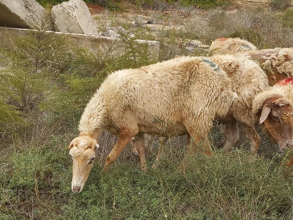 Salam tam saglam heyvanlardir 25 bas ana qoyundur isdeyen elaqe — Kənd təsərrüfatı heyvanları, Fatmayı (7)