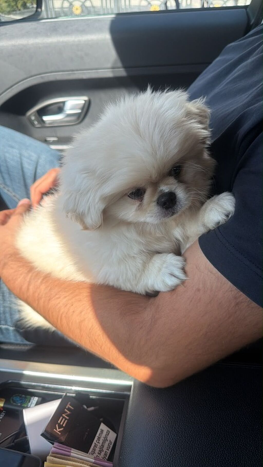 Pekines — Köpəklər, Bakı (3)