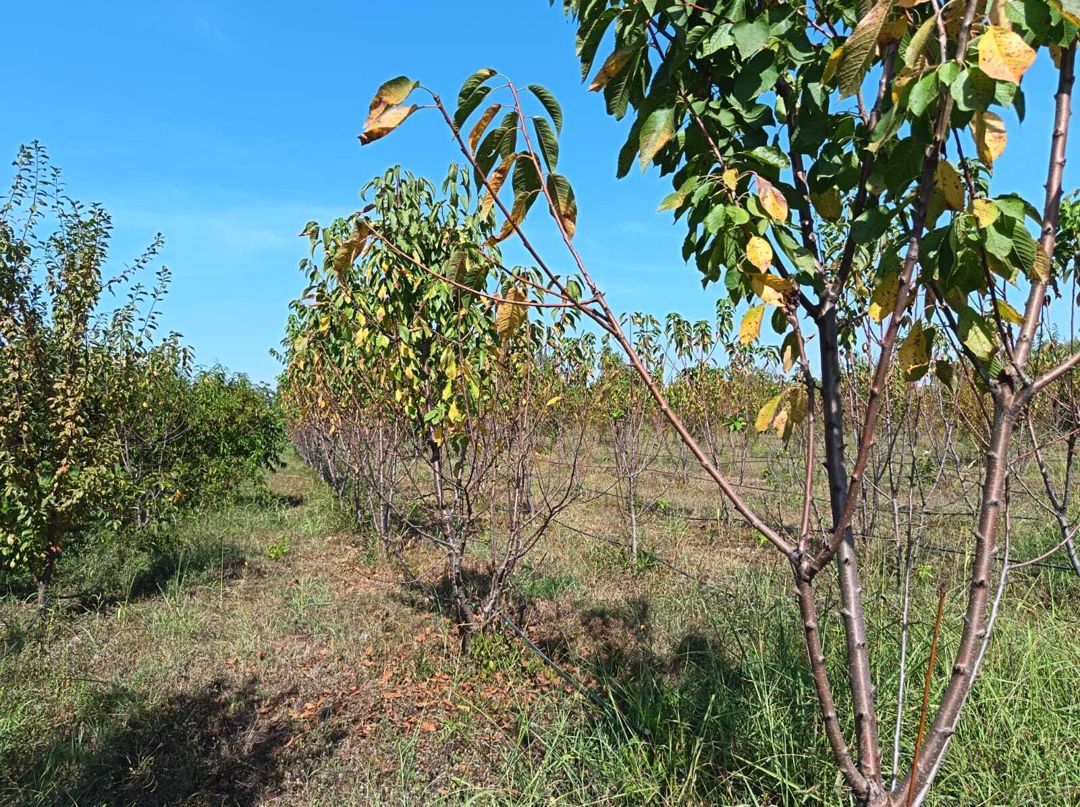Satılır torpaq 152 sot — Torpaq, Göyçay (10)