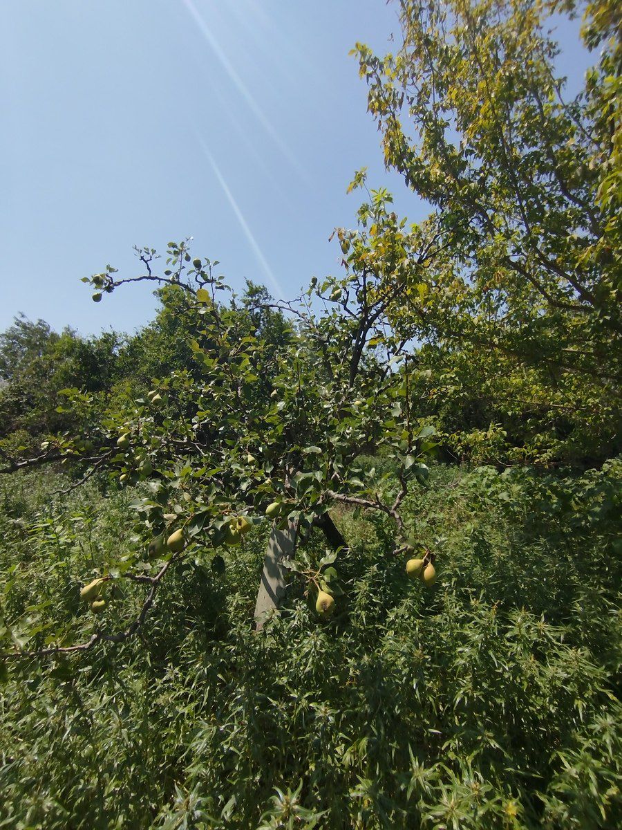 Satılır torpaq 20 sot — Torpaq, Bakı (12)