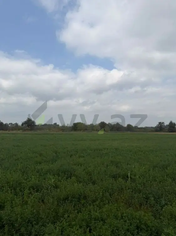 114 sot Torpaq Satılır, Xaçmaz — Torpaq, Xaçmaz (8)