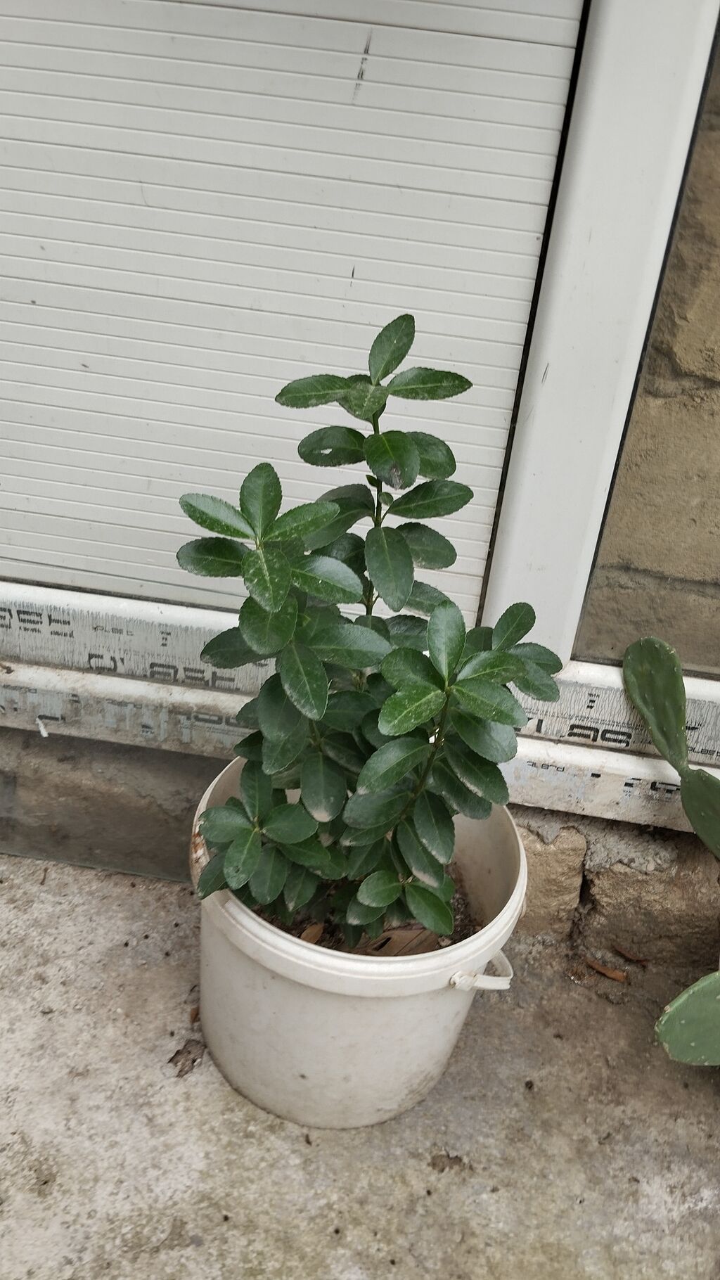 Satılır: dekorativ saksı bitkiləri dəsti - Schefflera arboricola — Qapı bitkələri, Xırdalan (5)
