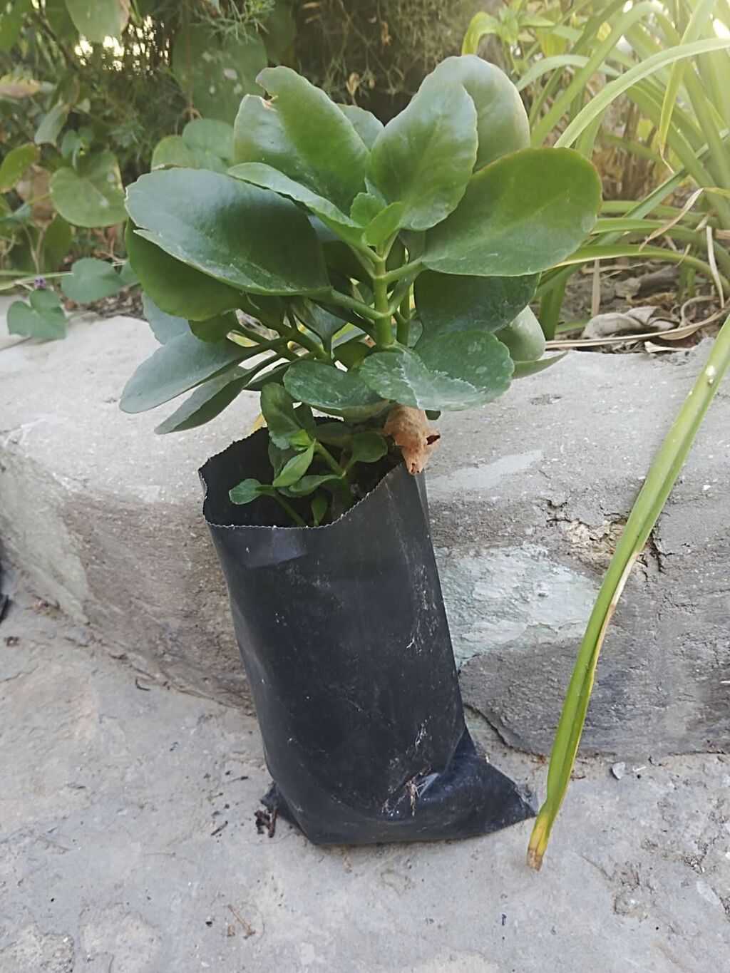Otaq bitkiləri fidanları – torflu polietilen torbalarda Mövcud — Qapı bitkələri, Qobustan (3)