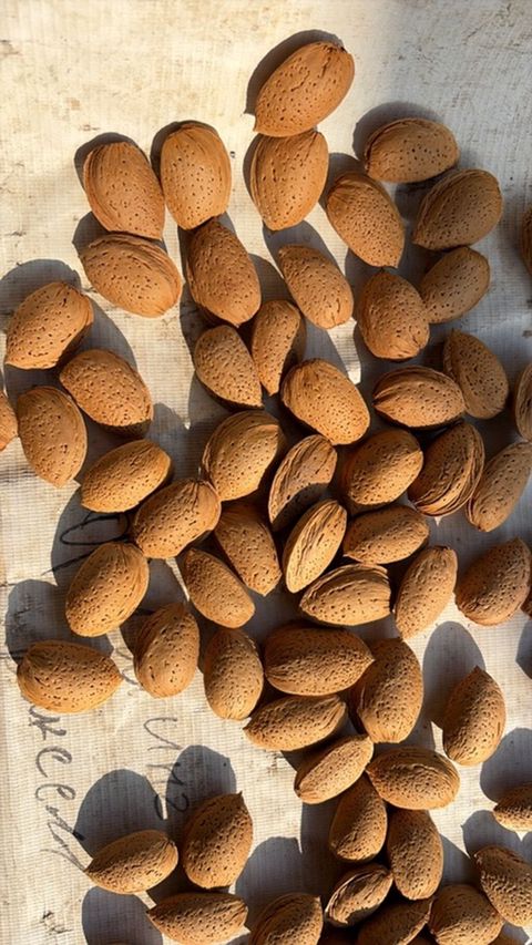 Sirin Təbii qabıqlı badam satilir, Tovuzda yetisidirilb, Bakiya — Bakı
