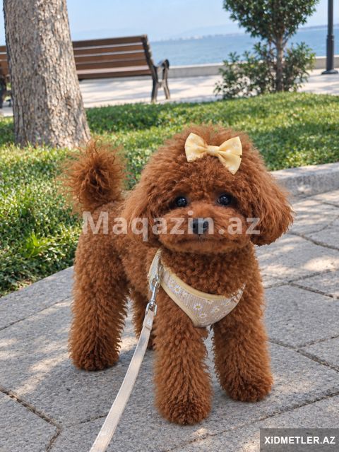 Toy pudel balasi mini bala — Bakı