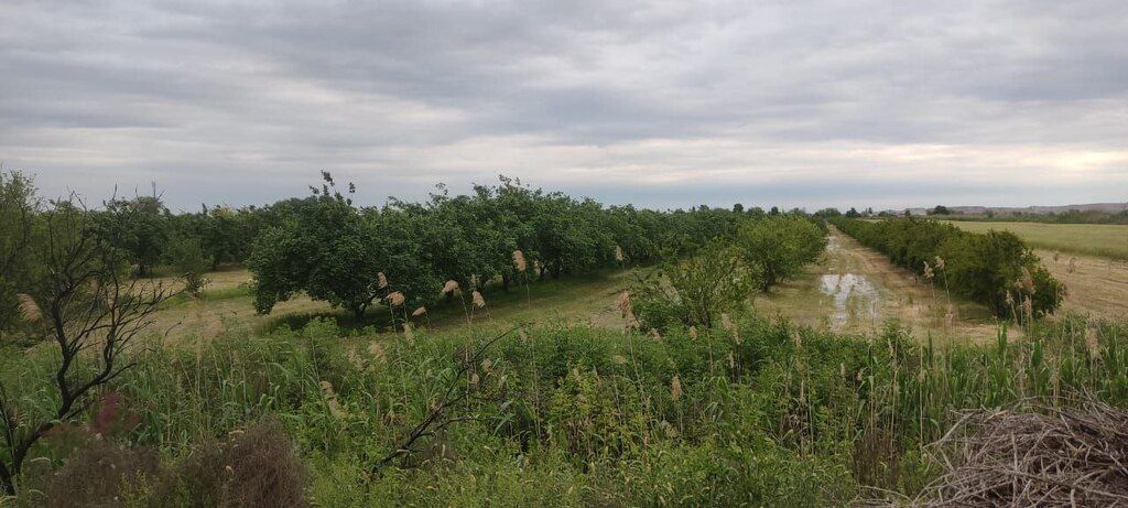 Satılır torpaq 500 sot — Torpaq, Bərdə (3)