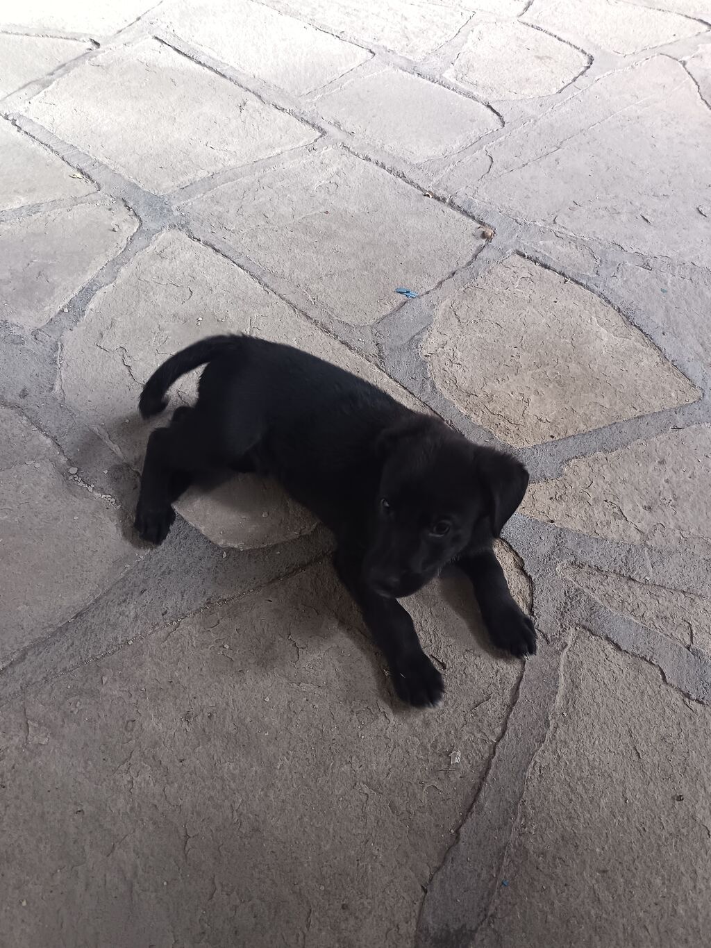 Labrador-retriver, 2 ay, Erkək, Peyvəndli — Köpəklər, Ağstafa (2)