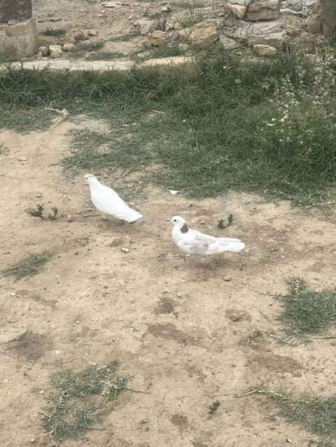 3 denesj 12m — Mehdiabad