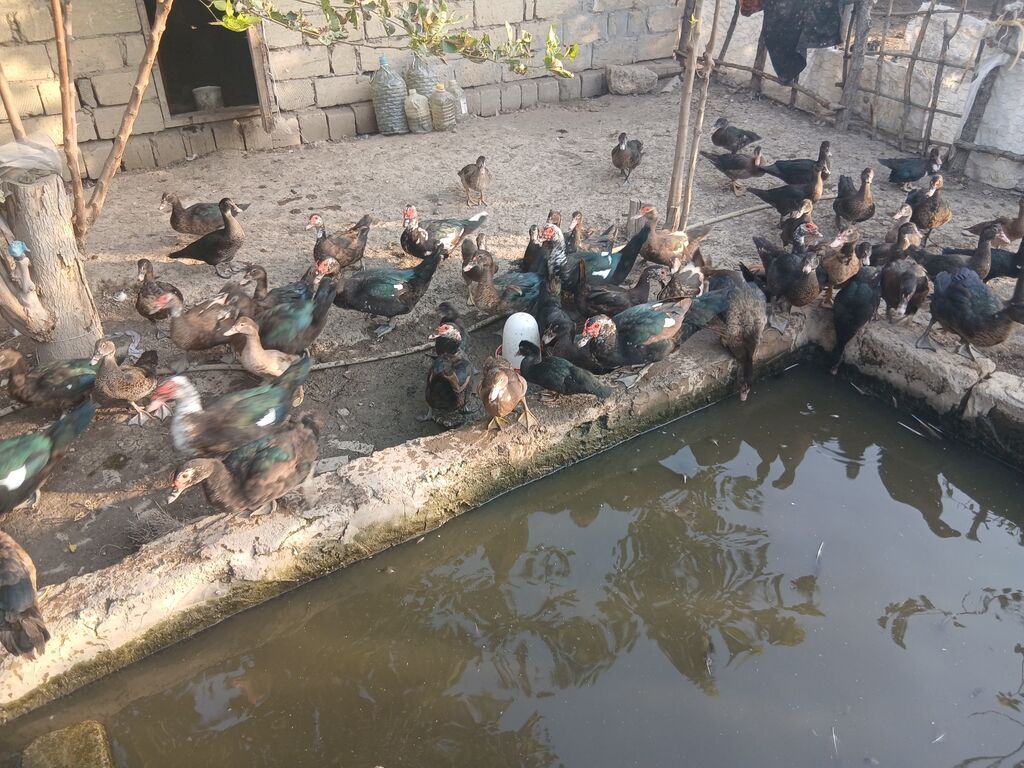 Erkək, Lal ördək, Damazlıq — Digərləri, Sabirabad (7)