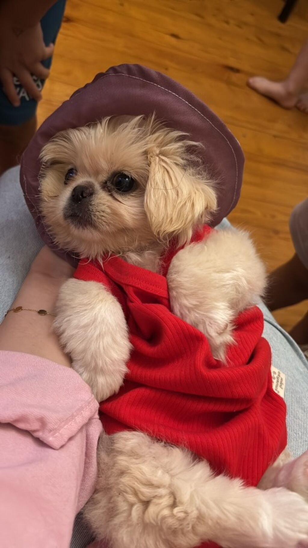 Reyal alıyıcıya endirim olunacaq Golden Pekinisdi üstündə daşıma — Digər, Bakı (3)