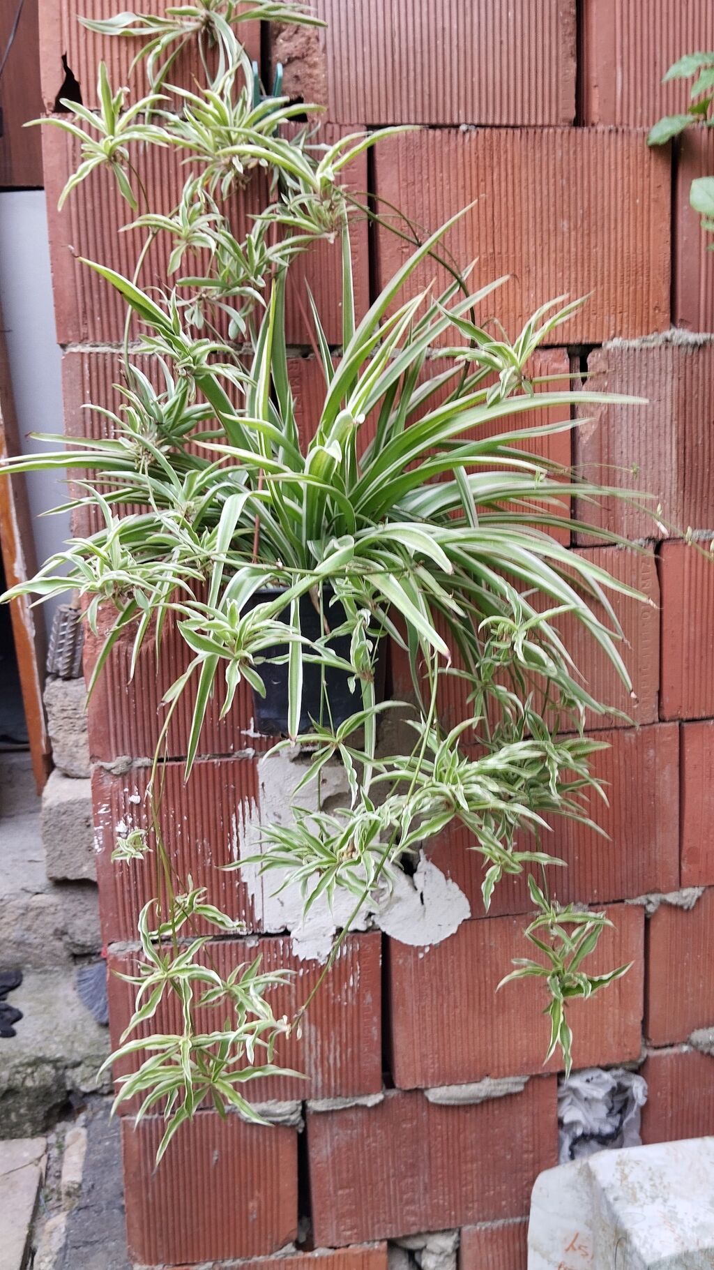 Satılır: dekorativ saksı bitkiləri dəsti - Schefflera arboricola — Qapı bitkələri, Xırdalan (10)