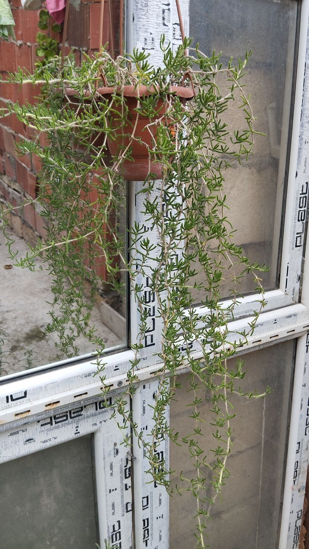 Satılır: dekorativ saksı bitkiləri dəsti - Schefflera arboricola — Qapı bitkələri, Xırdalan (8)