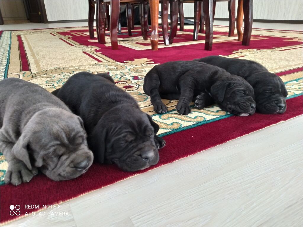 Kane-Korso, 1 ay, Erkək — Köpəklər, Gəncə (2)