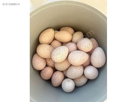 Salam. 15 ədəd yerli hindüşqa yumurtası var. Mayalıdır. Anasını vəhşi — Masallı
