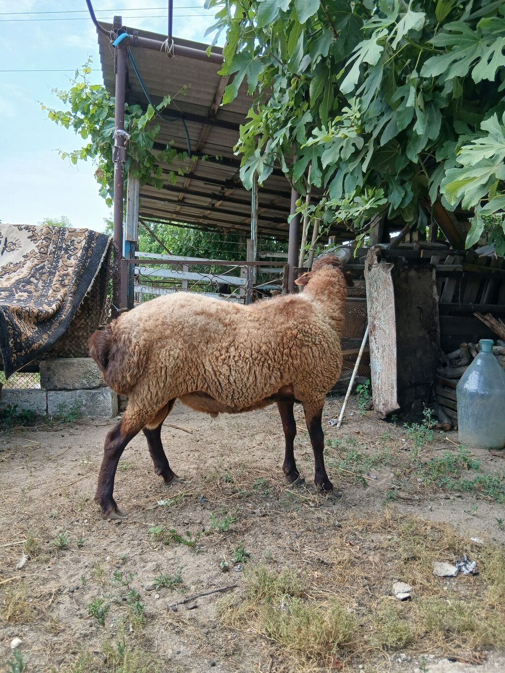 Salam damazdığ cins qoç satıram 2 yaşı var heyvanın.heyvan yaxşı — Kənd təsərrüfatı heyvanları, Digah (4)
