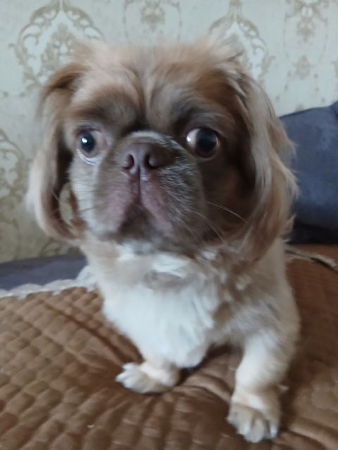 Pekines — Gəncə