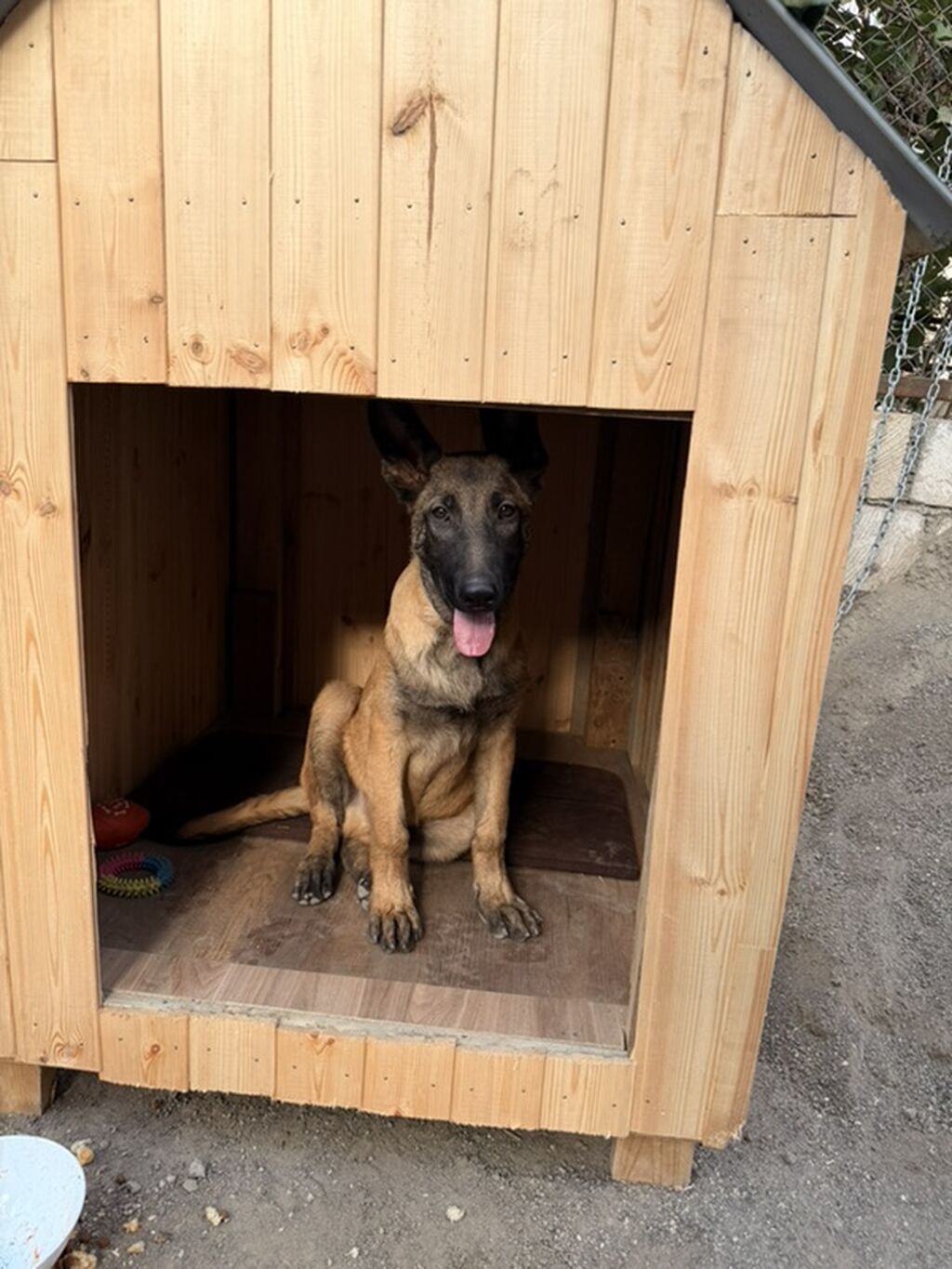 Belçika çoban iti, 4 ay, Erkək — Köpəklər, Qazax (2)