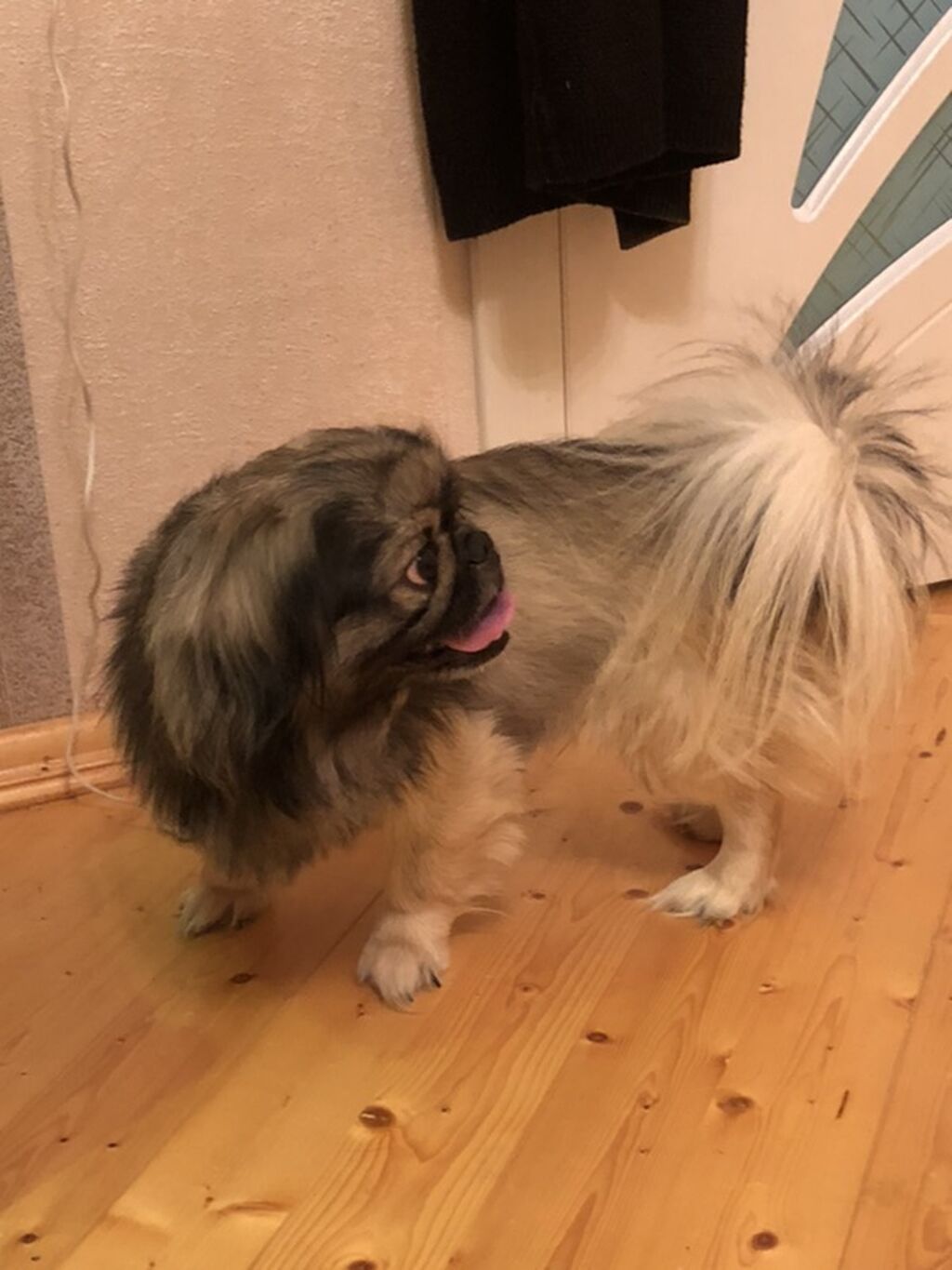 Pekines, 3 il, Erkək, Sənədli, Ünvandan götürmə — Köpəklər, Masazır (2)