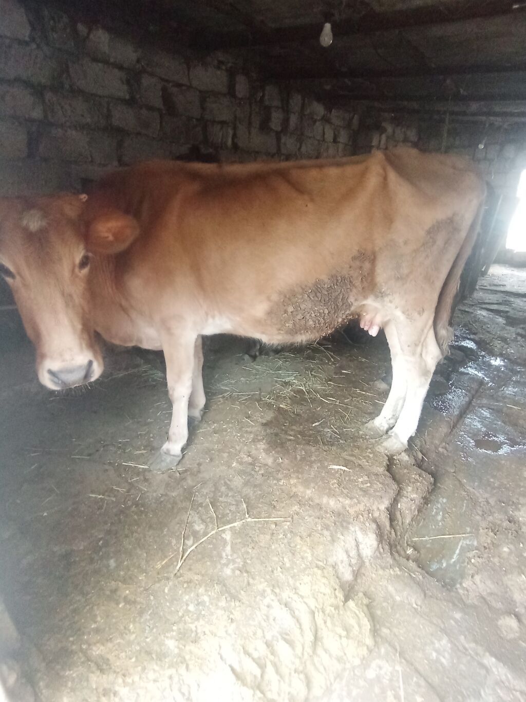 Dişi, il: 3, 250 kq, Damazlıq, Südlük, Ətlik — Kənd təsərrüfatı heyvanları, Xırdalan (3)