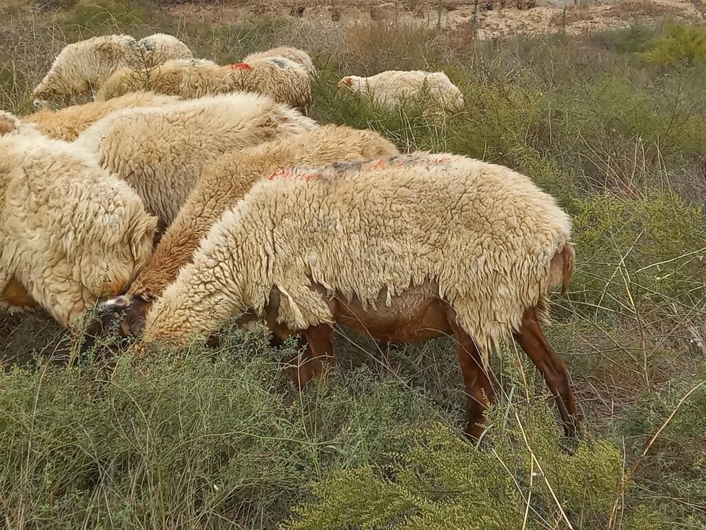 Salam tam saglam heyvanlardir 25 bas ana qoyundur isdeyen elaqe — Kənd təsərrüfatı heyvanları, Fatmayı (8)