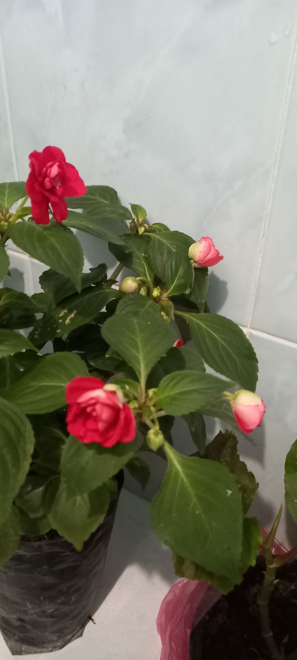 Məhsul: Bəzək kolları – Portulaka (güləbaxan) və Fuksiya - Portulaka — Bitkilər, Qusar (9)