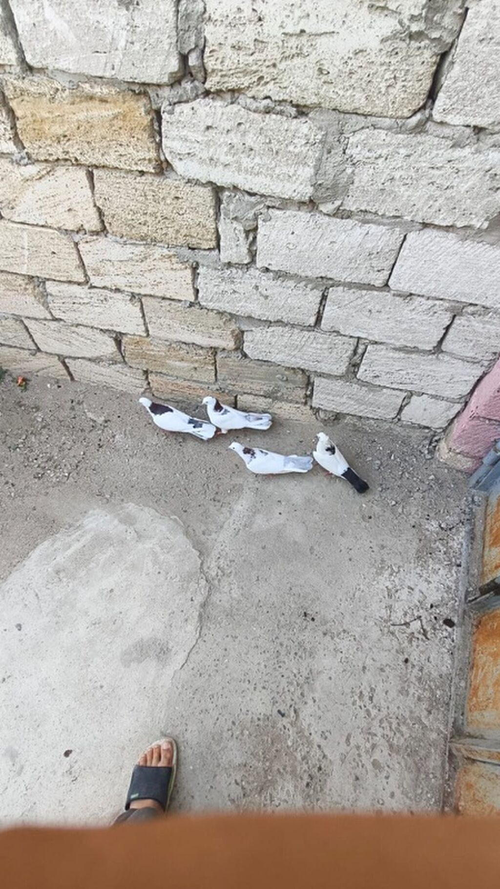4ədədi nişanlı boynu güllii 4ü 35m — Göyərçin, Digah (2)