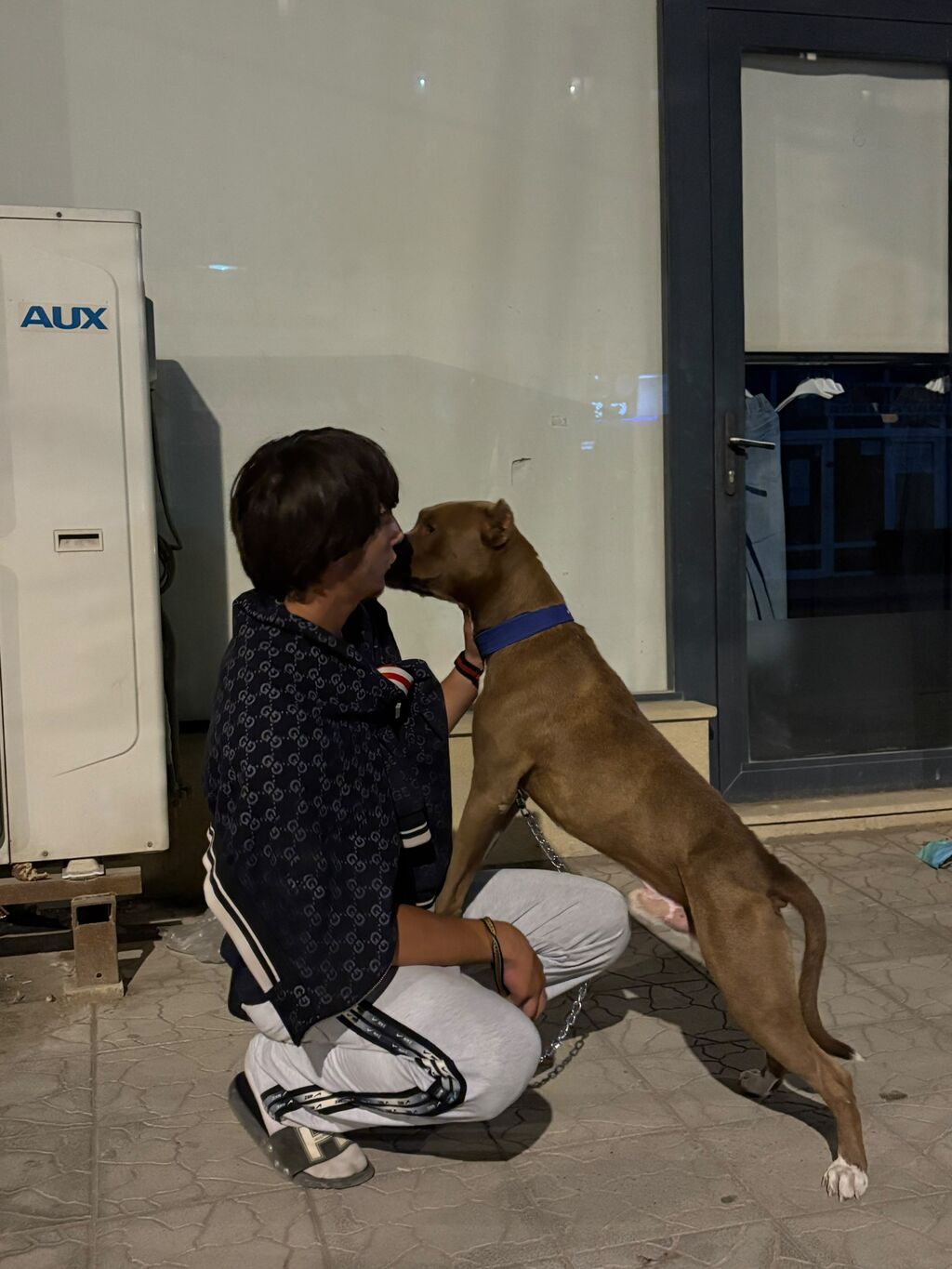 Pitbul, Erkək — Köpəklər, Pirəkəşkül (2)