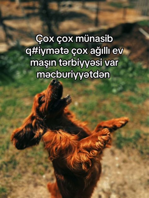Koker spaniyel, 2 il, Erkək — Gəncə