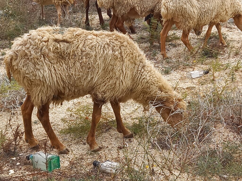 Dişi, il: 4, Ətlik, Damazlıq, Ödənişli çatdırılma — Kənd təsərrüfatı heyvanları, Fatmayı (5)