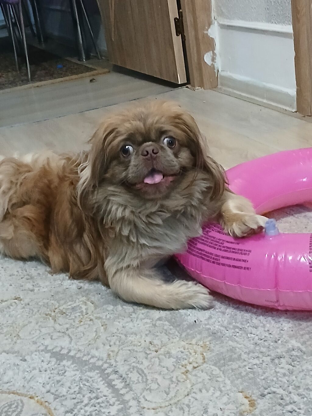 Pekines — Köpəklər, Gəncə (6)
