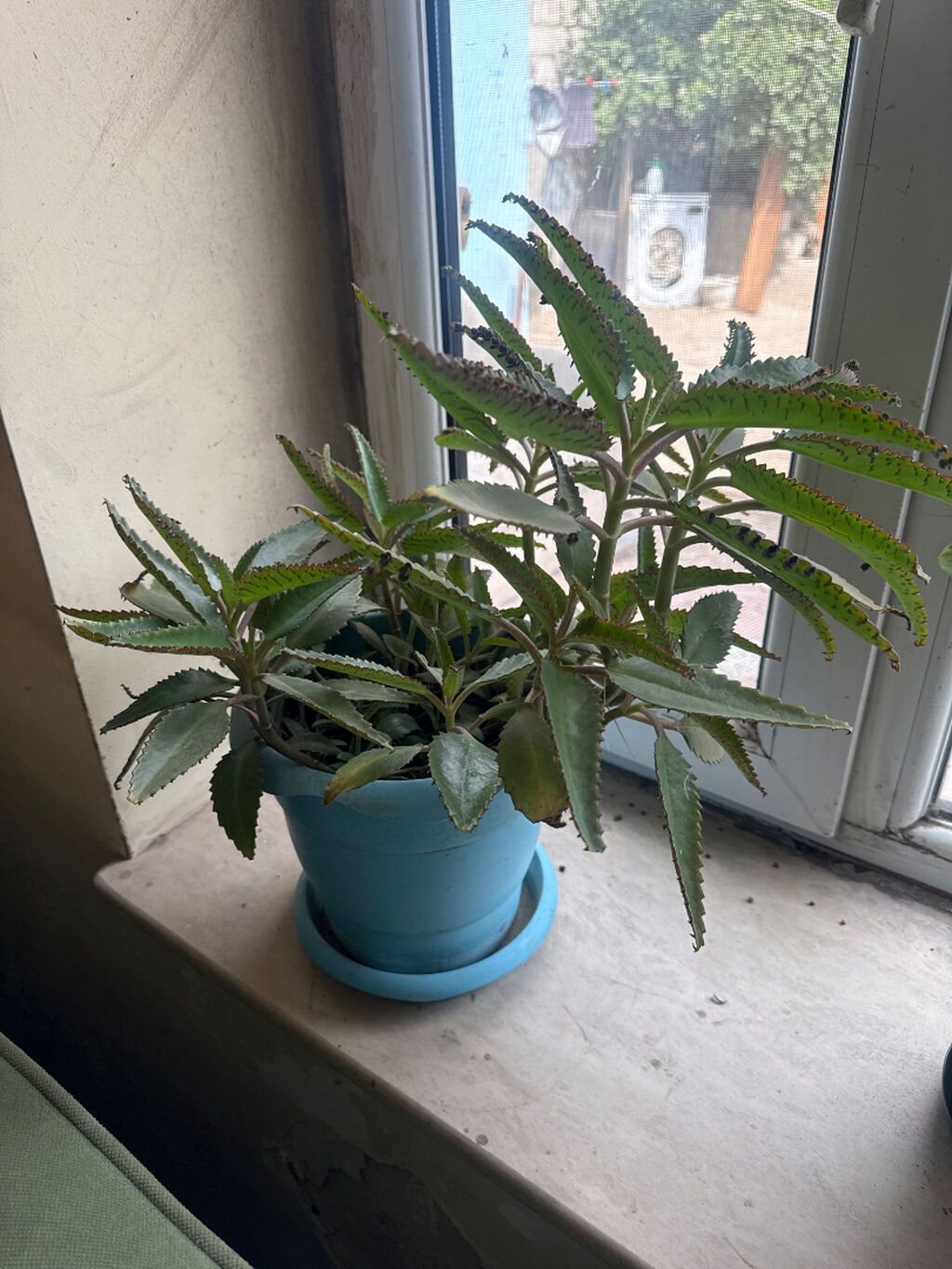 Kalanxoe (Bryophyllum daigremontianum – “uşaqlı kaktus”) – saksıda — Qapı bitkələri, Bakı (4)