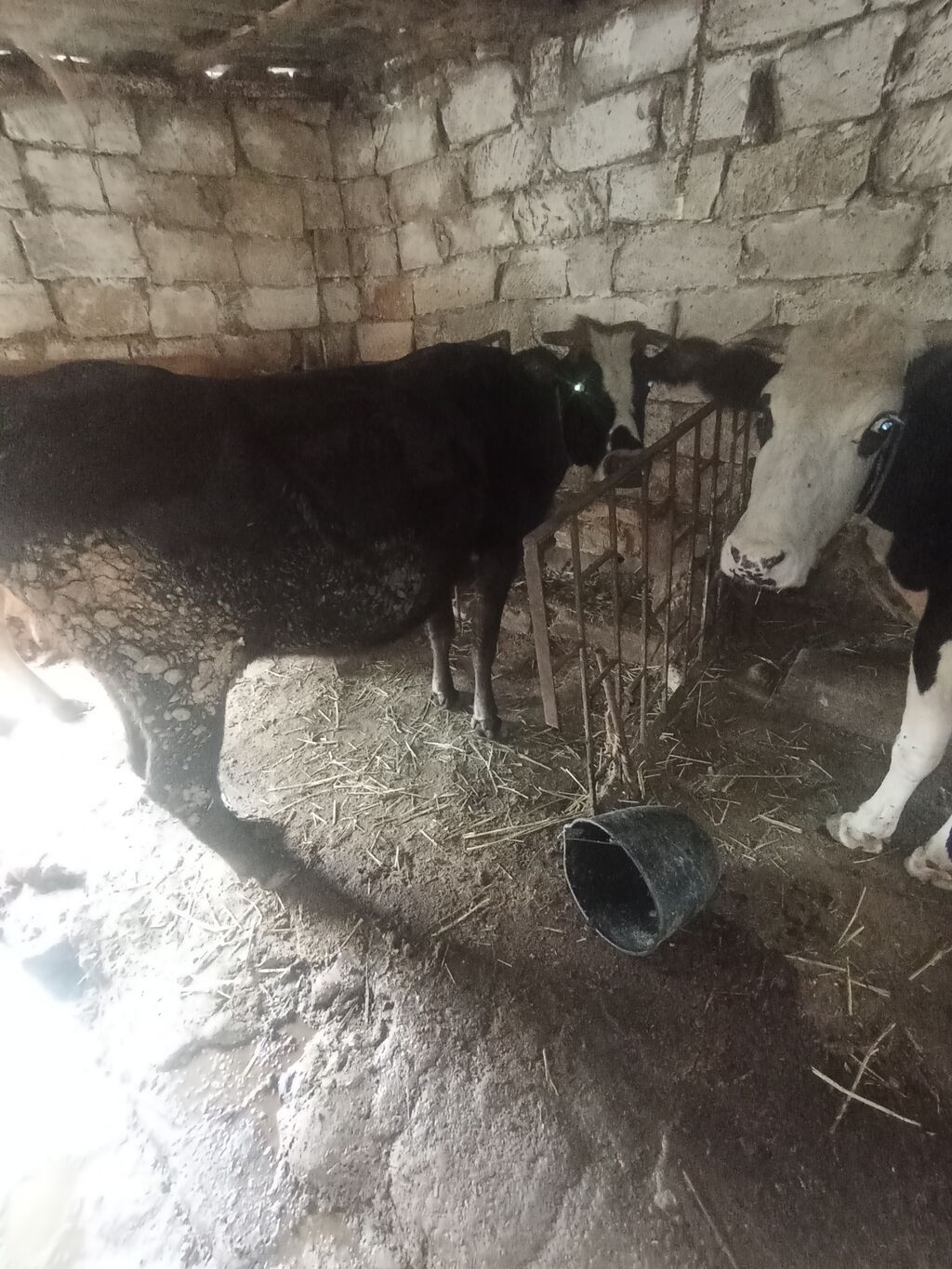 Dişi, il: 3, 250 kq, Damazlıq, Südlük, Ətlik — Kənd təsərrüfatı heyvanları, Xırdalan (2)