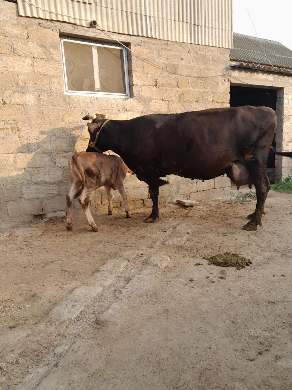 22 litir sud verir 3 qarni 2 aydi dogdugu — Kənd təsərrüfatı heyvanları, Digah (5)