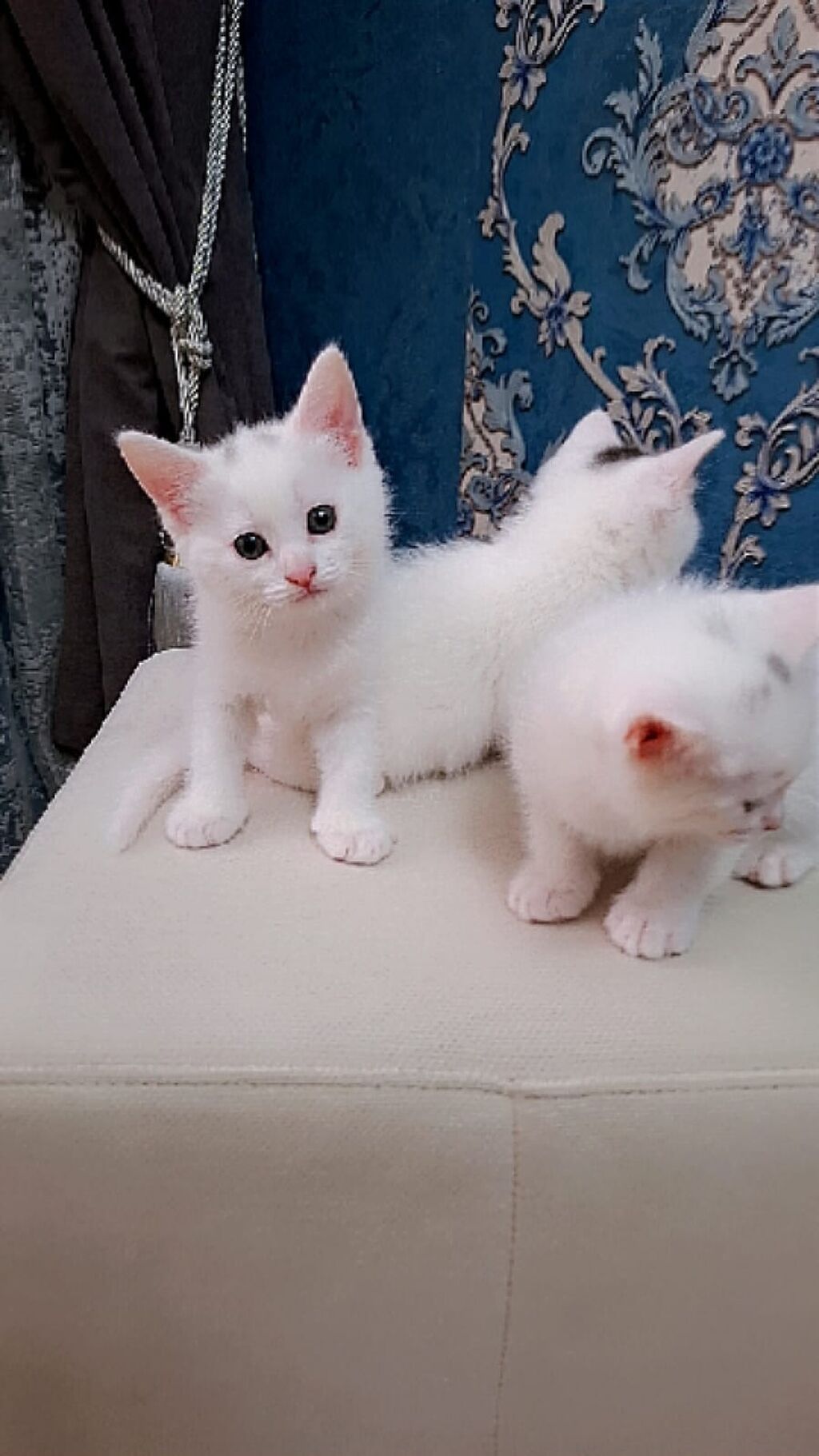Ağ tüklü balaca pişik balaları - Rəng: tam ağ (bəzi balalarda qulaq — Pişiklər, Bakı (4)