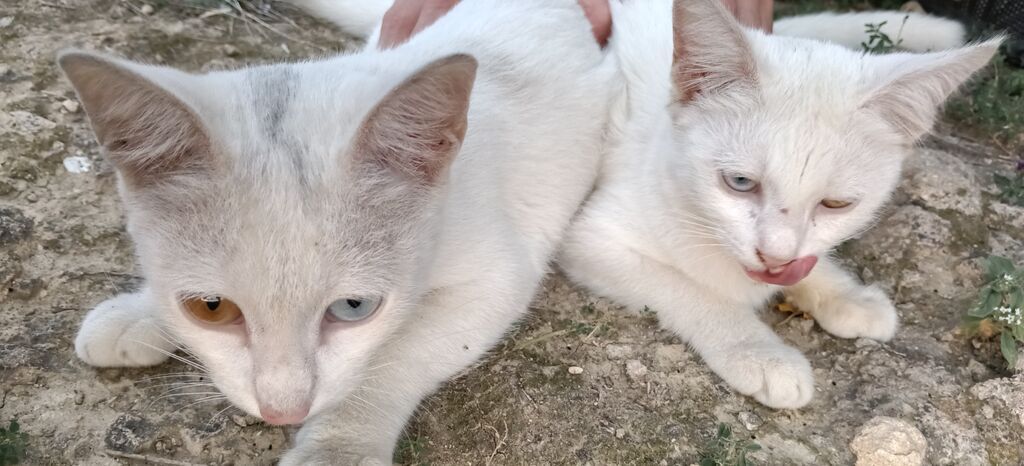 Van, Dişi, Yaxşı əllərə, Ünvandan götürmə — Pişiklər, Masazır (3)