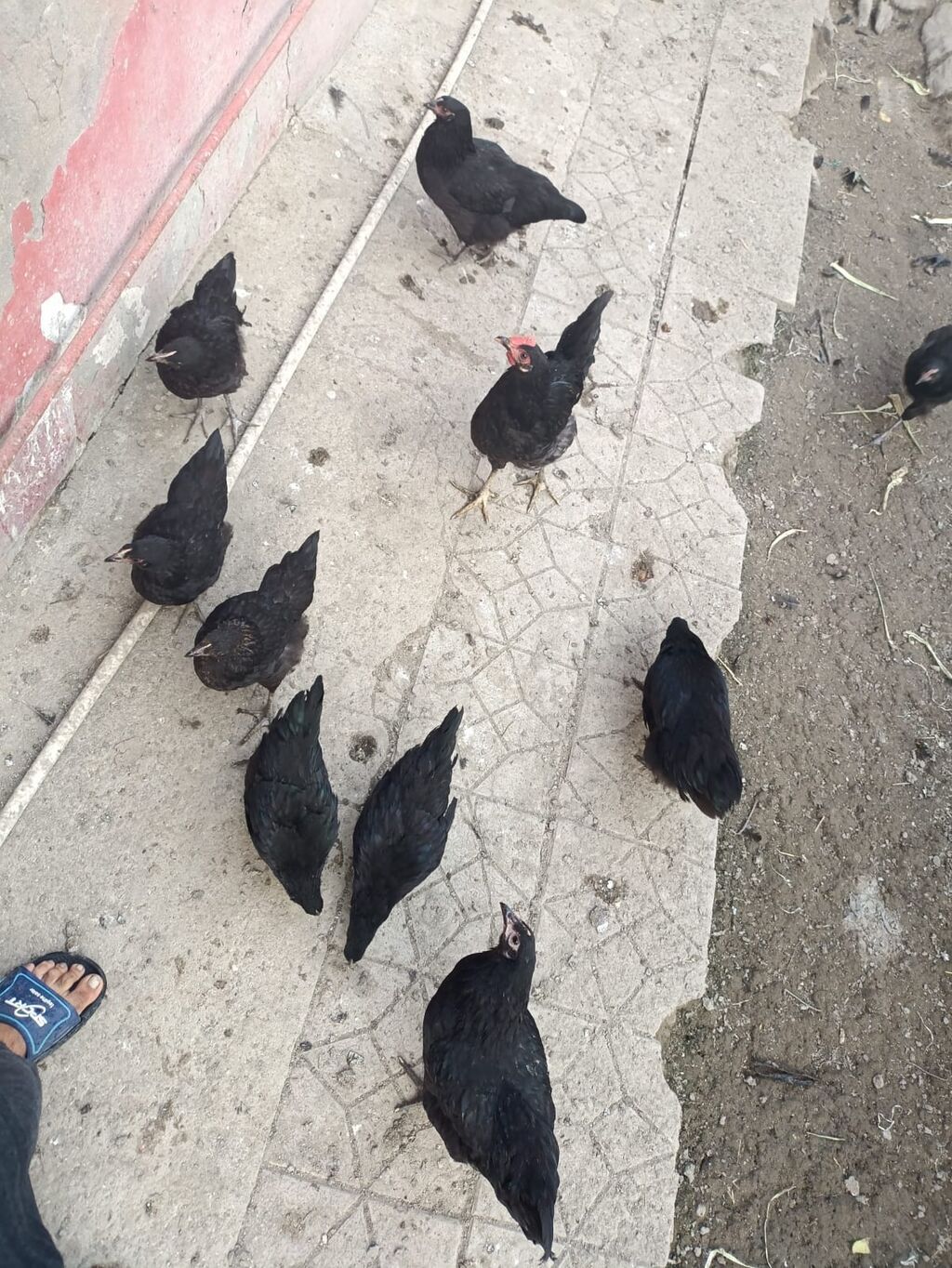 Toyuq, Yumurtalıq — Toyuq və xoruz, Digah (5)