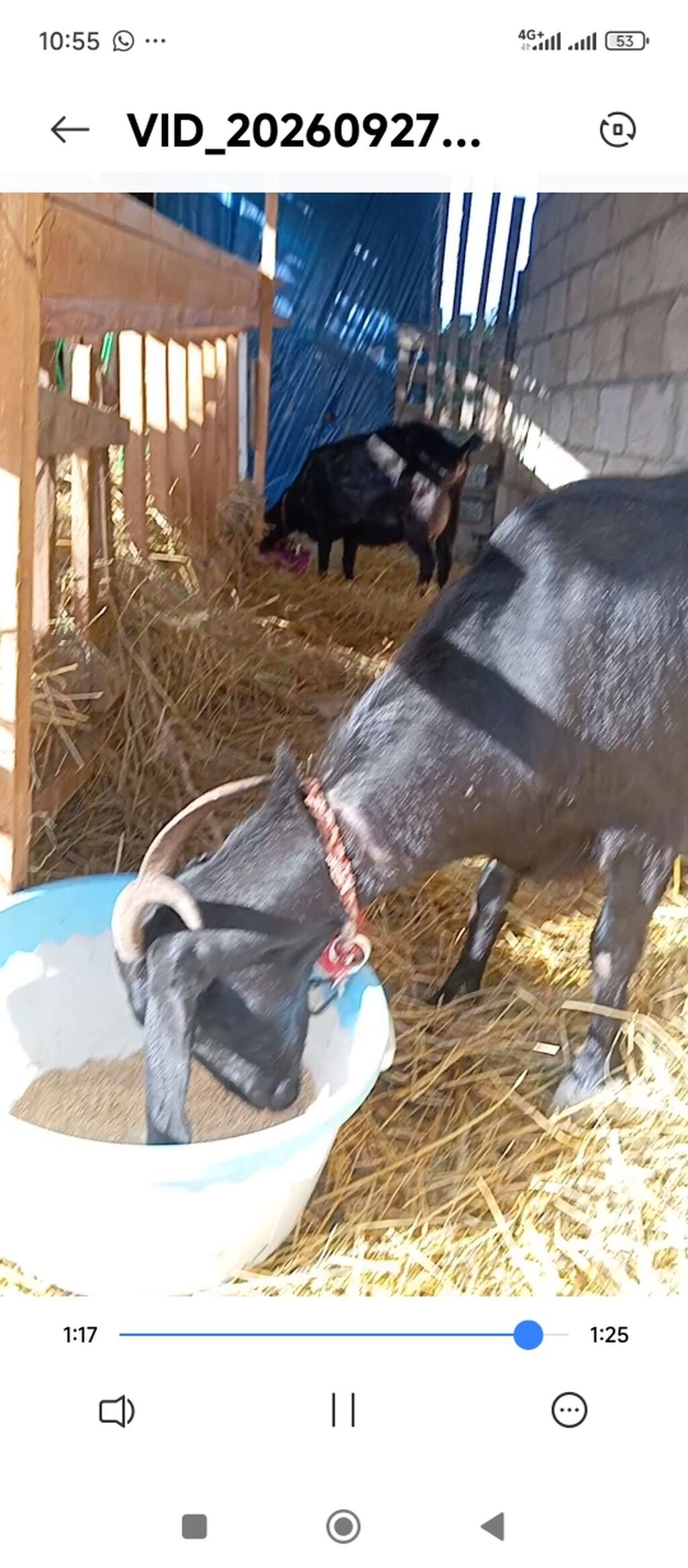 Südlük və damazlıq keçilər - Bir neçə baş keçi təsvir olunur: qara — Kənd təsərrüfatı heyvanları, Bakı (3)