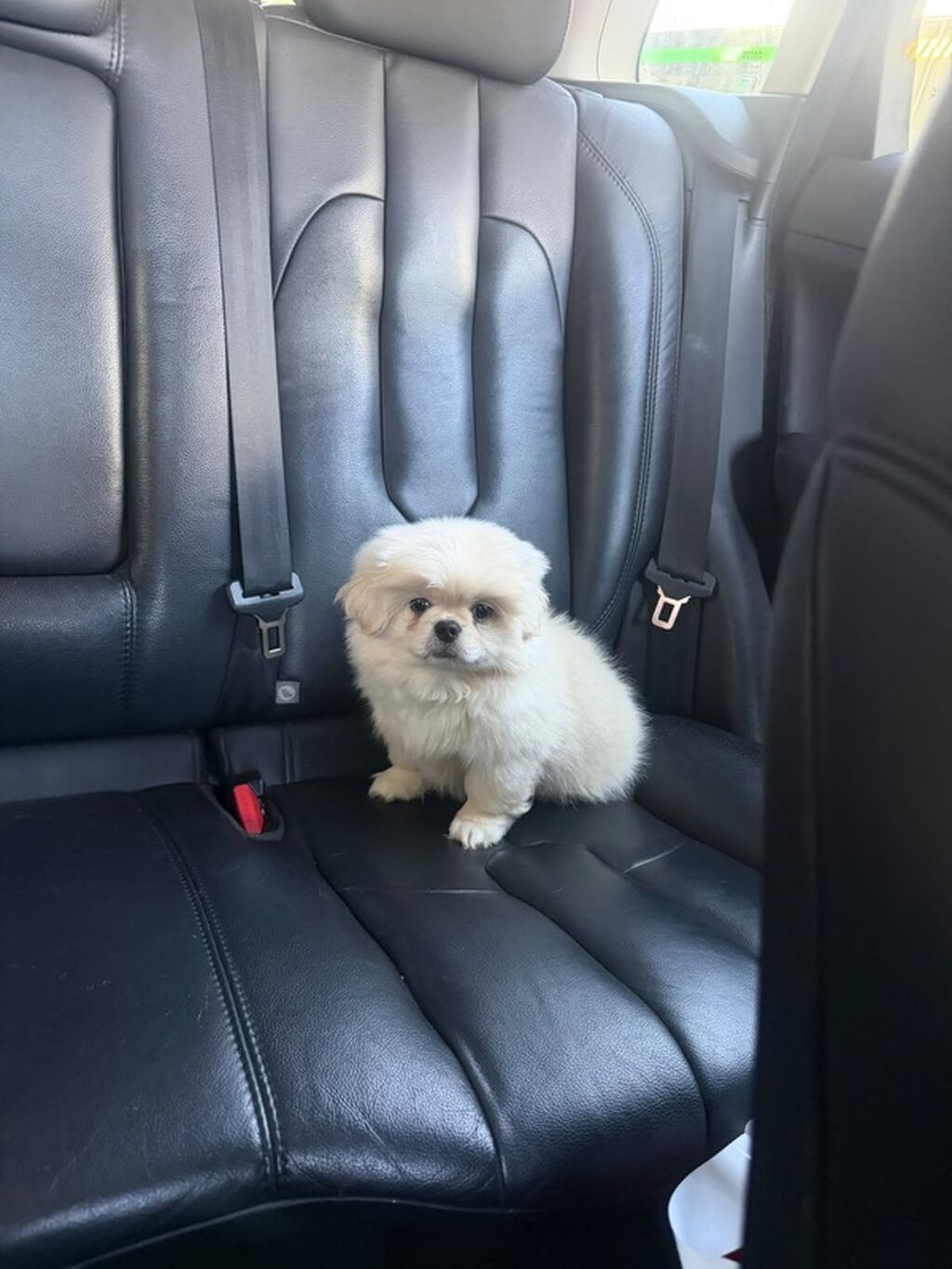 Pekines — Köpəklər, Bakı (2)